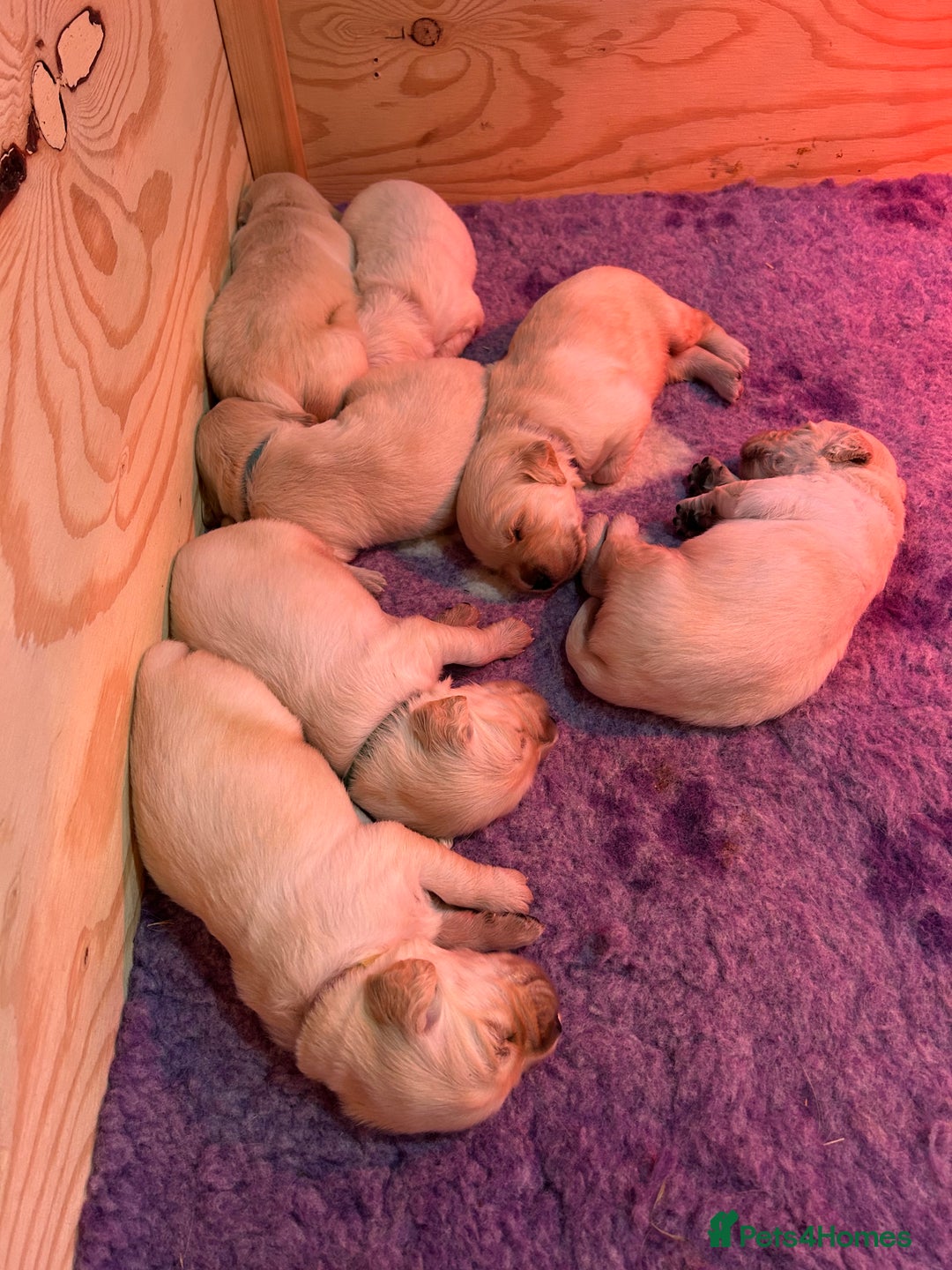 Golden Retriever dogs for sale: Golden retriever puppies  - Image 2