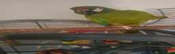Macaws birds for sale: Male macaw  - Advert 1