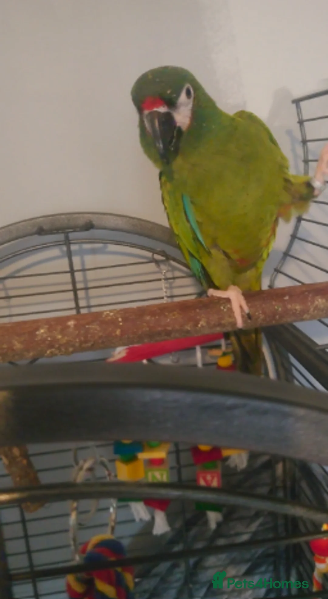 Macaws birds for sale: Male macaw  - Advert 1