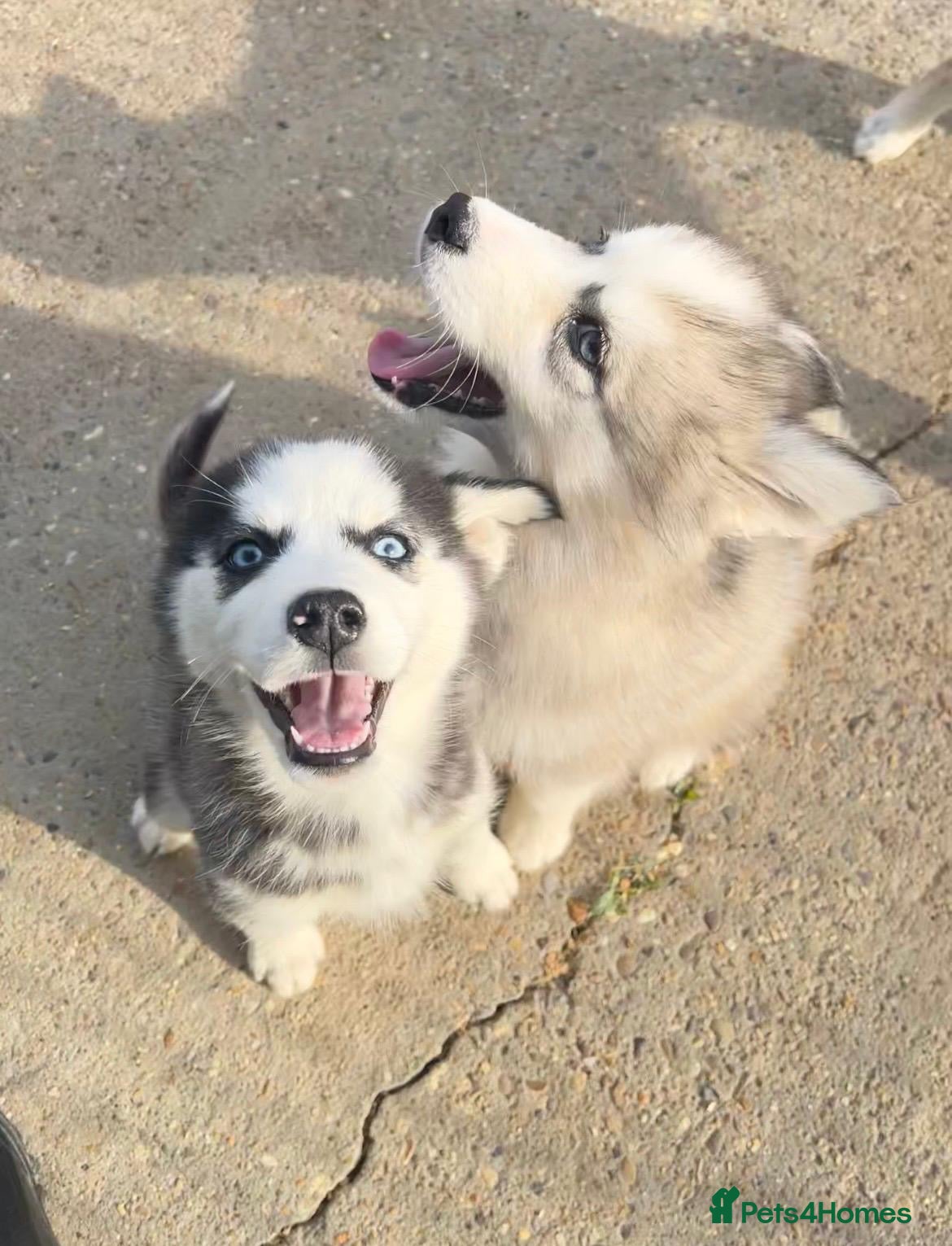 Siberian Husky dogs for sale: Stunning husky puppies  in Boston - Advert 4