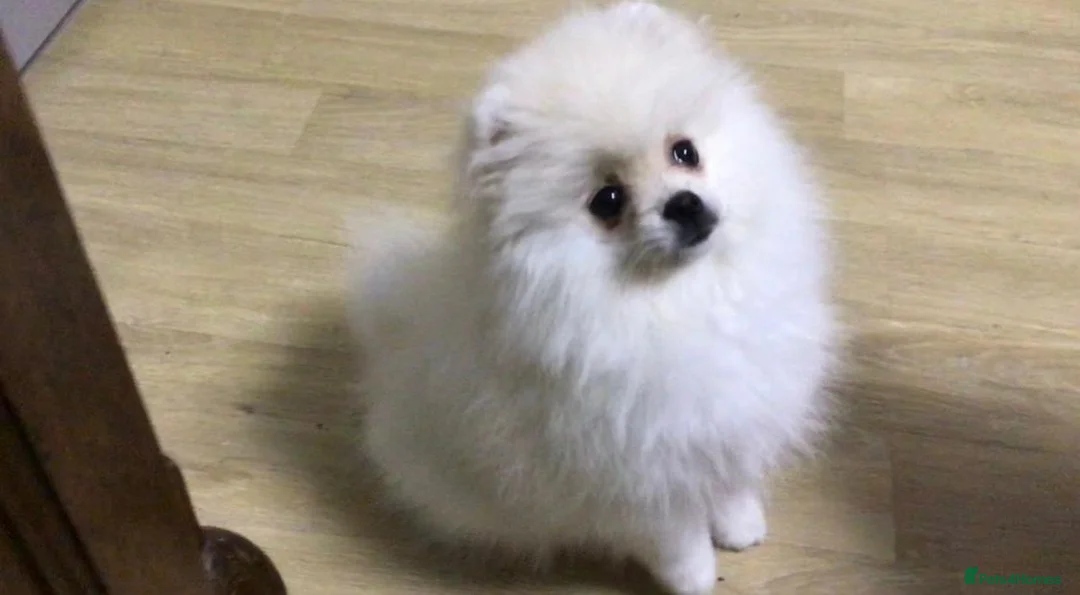 Pomeranian dogs for sale: White/cream Pomeranian puppies  - Advert 7