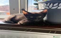 Domestic Shorthair cats for sale: two adorable black kittens ready for collection - Image 4