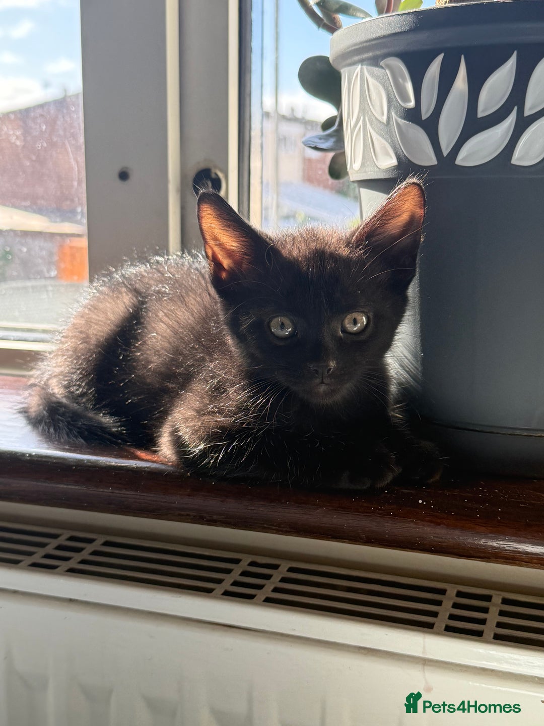 Domestic Shorthair cats for sale: two adorable black kittens ready for collection - Image 4