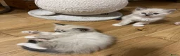 Ragdoll cats for sale: Stunning ragdoll kittens - Advert 21