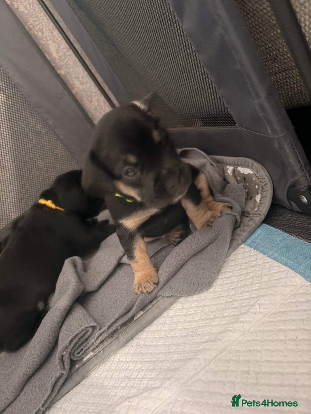 Mixed Breed dogs for sale: Frocker puppies - Advert 15