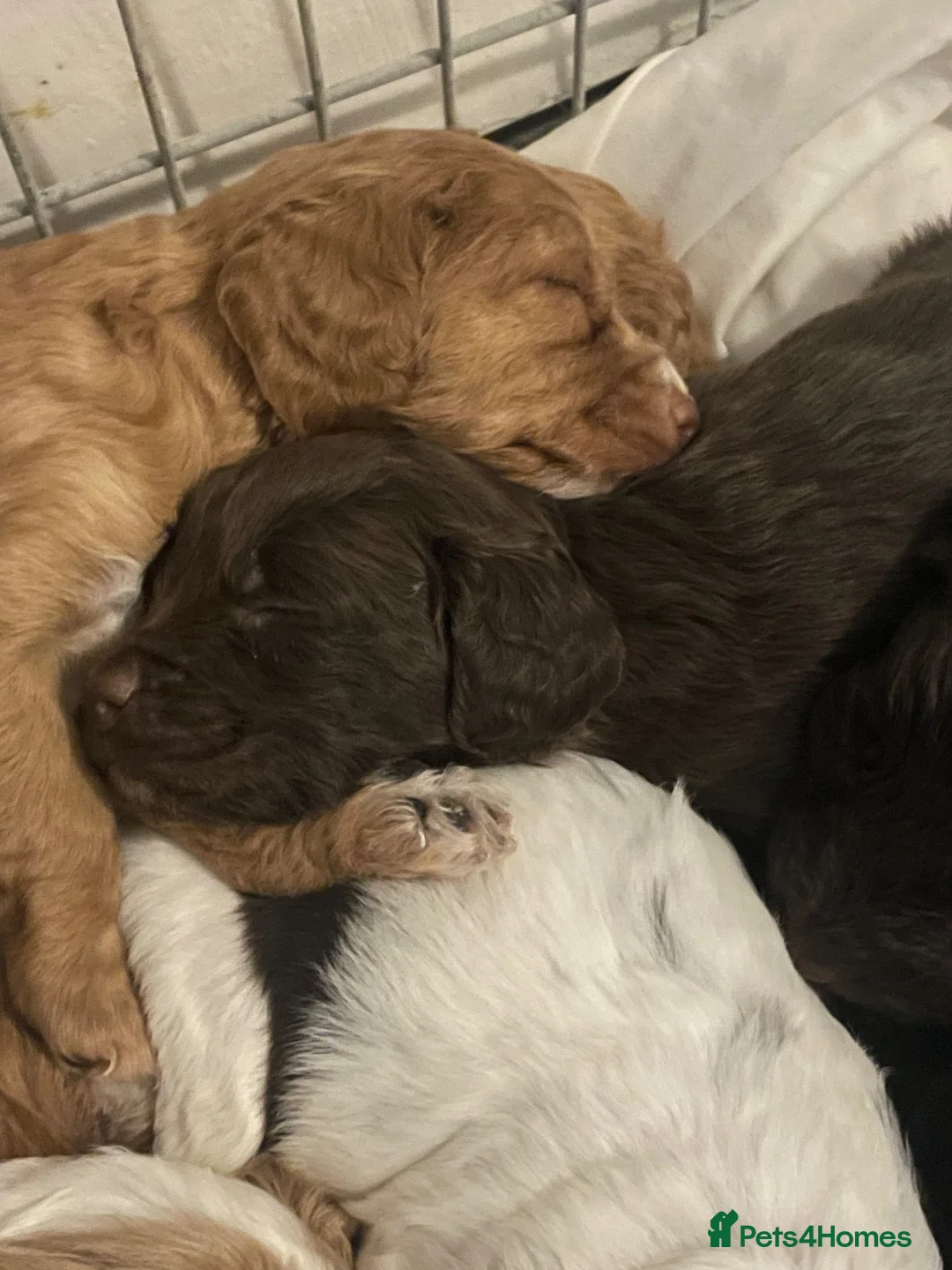 Cockapoo dogs for sale: F1 Gorgeous Cockerpoo Babies in Lancaster - Advert 1
