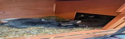Netherland Dwarf rabbits for sale: Beautiful Netherland Dwarf bunnies - Advert 8
