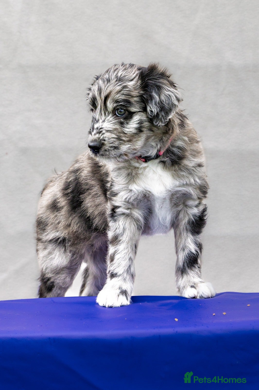 Bordoodle dogs 🌙☀️Waiting List Open🌙☀️ - Advert 2