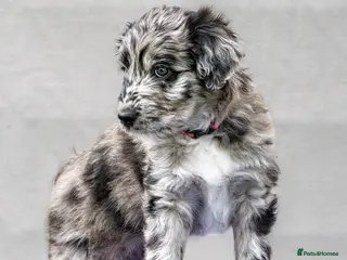 Bordoodle dogs 🌙☀️Waiting List Open🌙☀️ - Advert 2