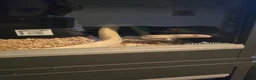 Corn Snake reptiles for sale: Female albino cornsnake approx 6 years old proven  - Advert 3
