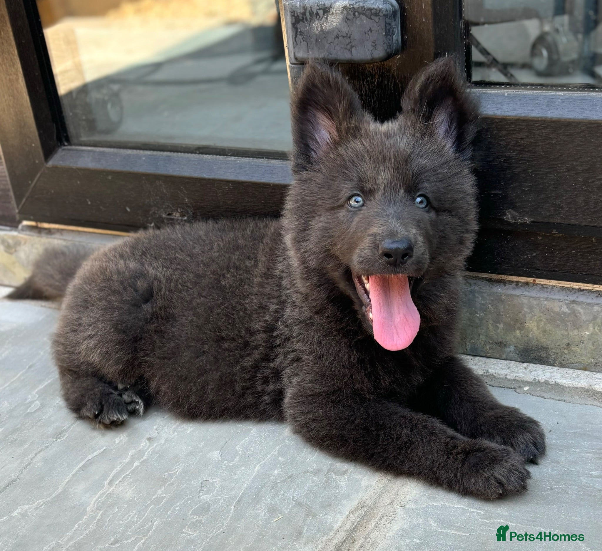 German Shepherd dogs *Blue KC German Shepherds* - Advert 1