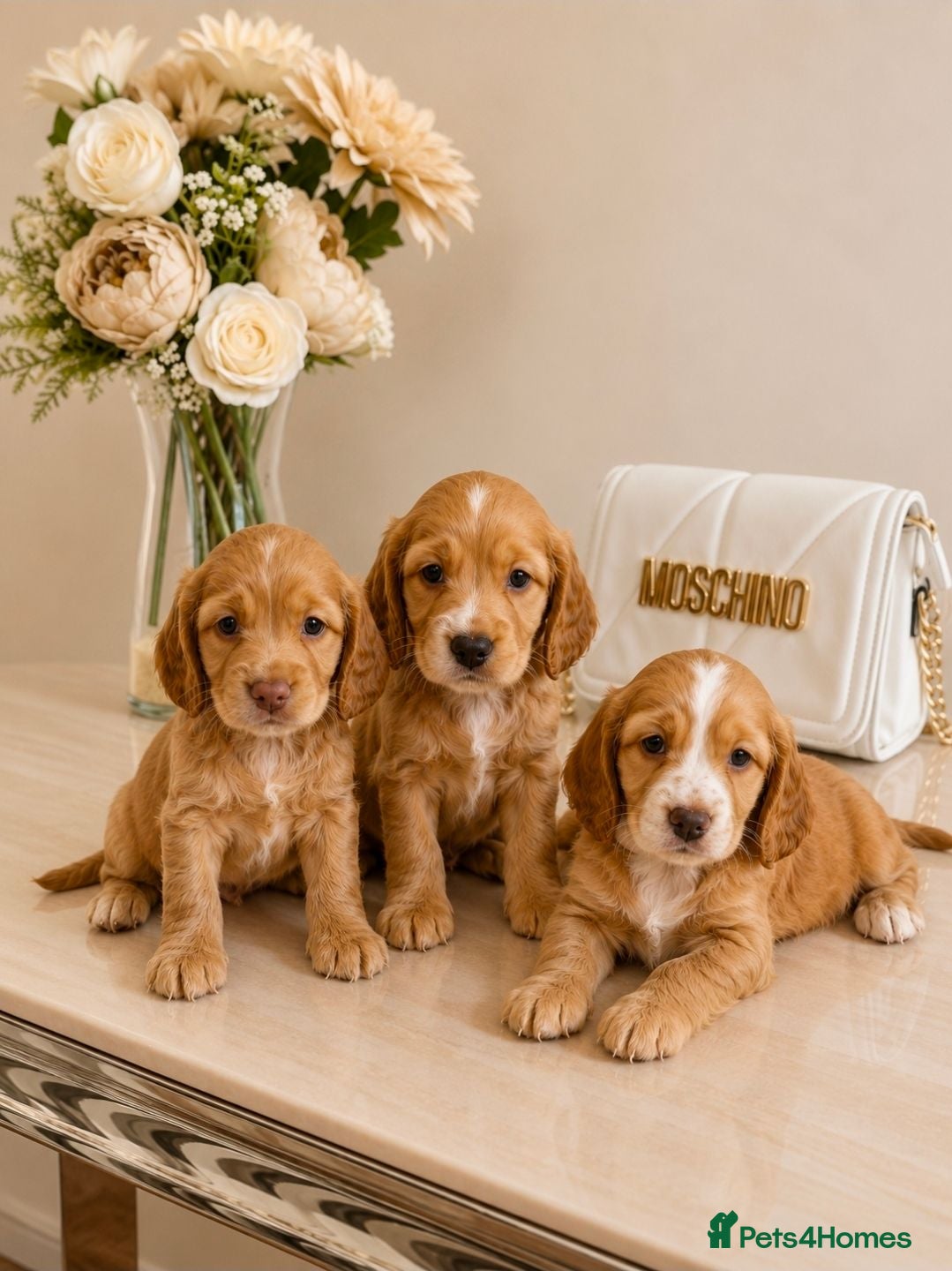 Cocker Spaniel dogs GOLDEN working Cocker spaniel pups - READY NOW - Advert 1