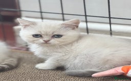 British Shorthair cats for sale: Champion sired Golden Colourpoint Kittens  - Image 6