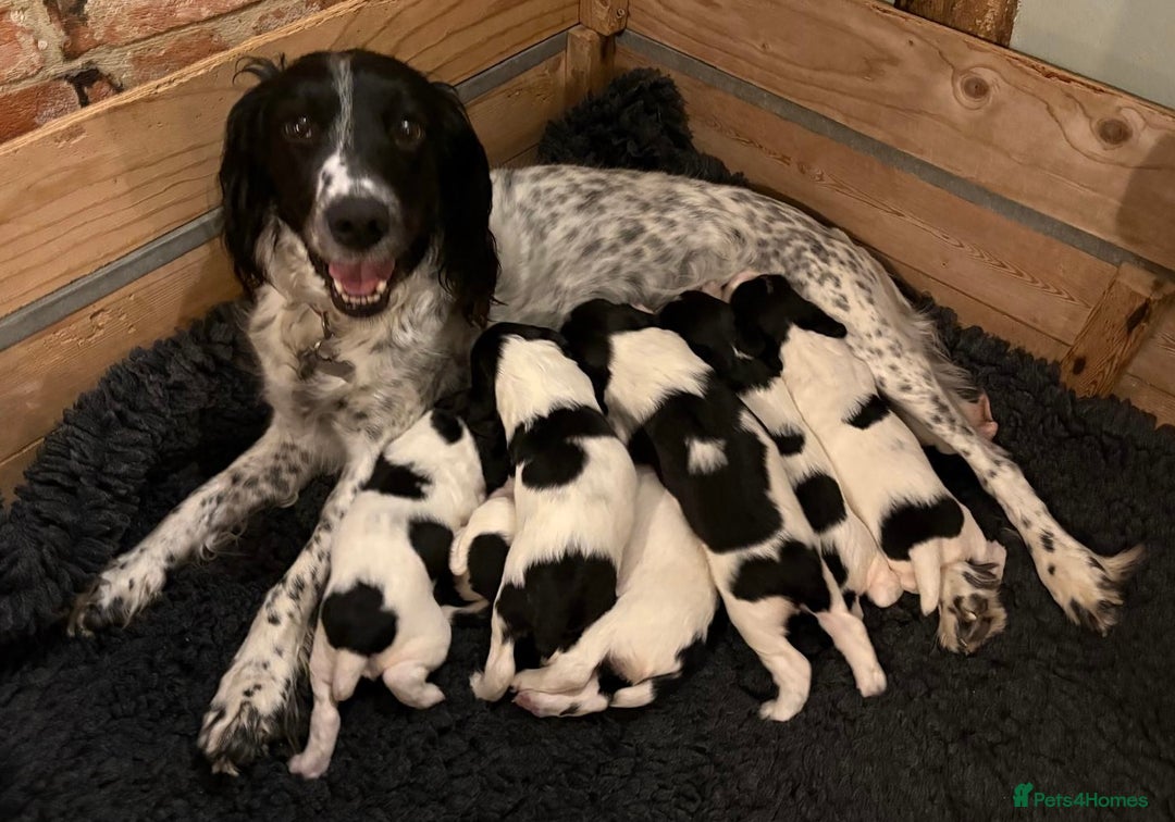 English Springer Spaniel dogs for sale: KC Reg English Springer Spaniel puppies - Image 3