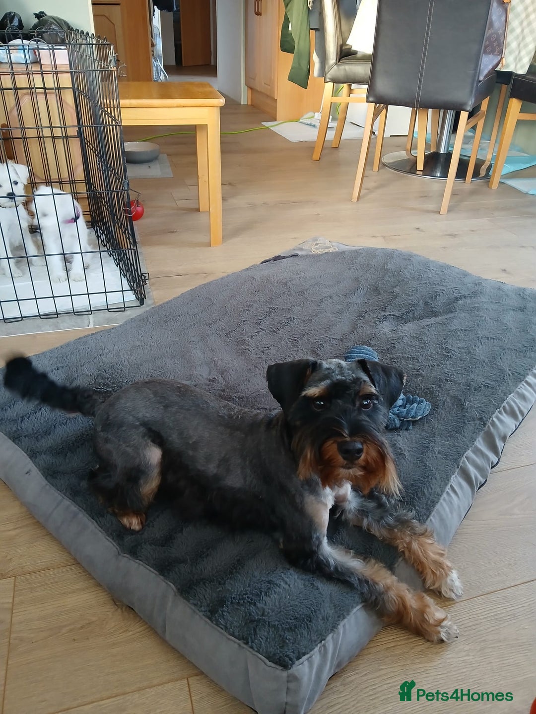 Schnoodle dogs for stud: RARE coloured mini schnoodle - Stud  - Image 4