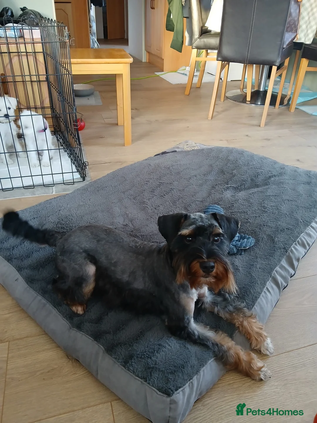 Schnoodle dogs for stud: RARE coloured mini schnoodle - Stud  - Advert 5