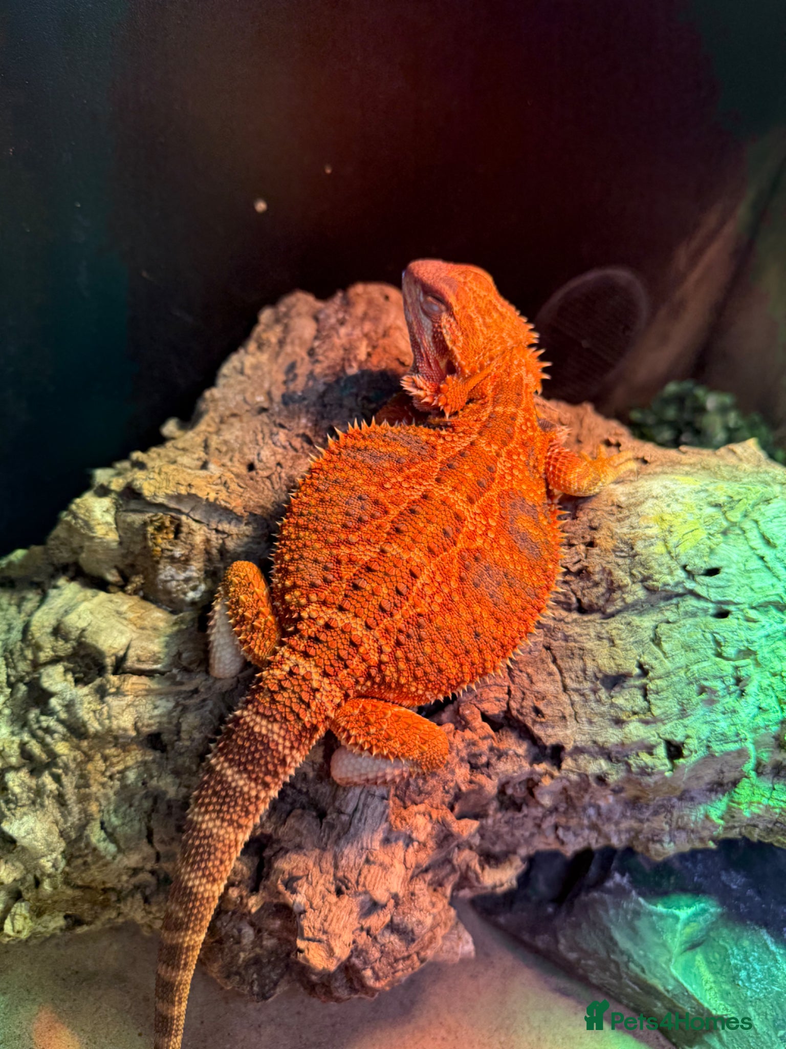 Bearded Dragon reptiles Orange bearded dragon - Advert 1