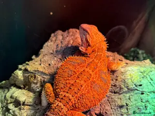 Bearded Dragon reptiles Orange bearded dragon - Advert 1