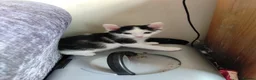 Mixed Breed cats for sale: kittens  - Advert 3