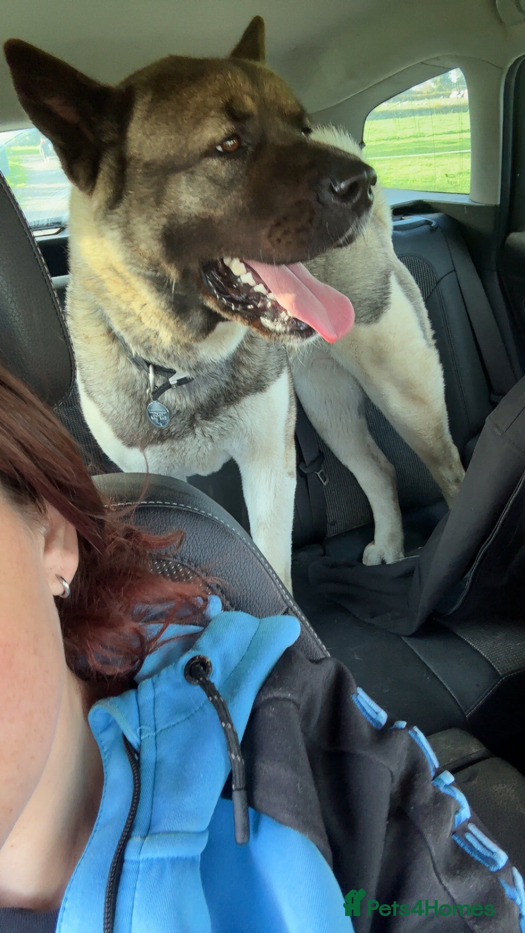 Akita dogs for sale: Bella - Advert 2