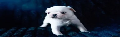Pug 2- RESERVED