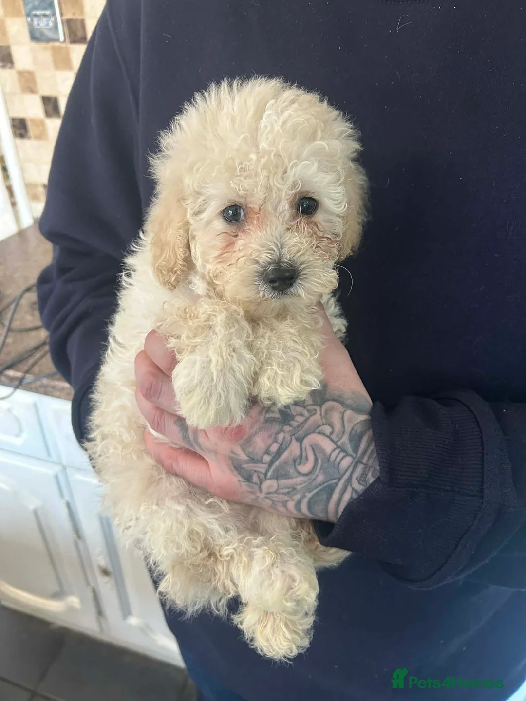 Poochon dogs for sale: f1b poochons  - Advert 2
