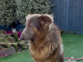 German Shepherd dogs Kc reg health tested intact Big Isabella GSD - Advert 4