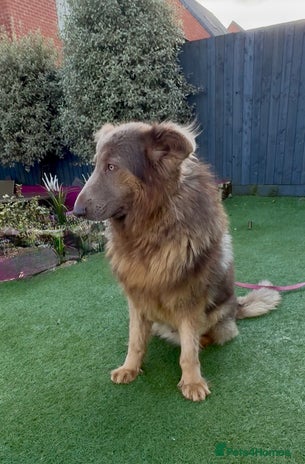 German Shepherd dogs Kc reg health tested intact Big Isabella GSD - Advert 3