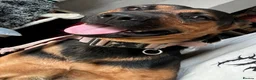 Mixed Breed dogs for sale: Loving 1-Year-Old Shepweiler Female  - Advert 5