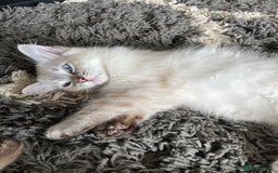 Ragdoll cats for sale: Ragdoll Kittens one girl one boy READY NOW  - Image 7