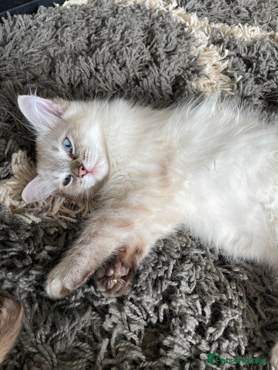 Ragdoll cats for sale: Ragdoll Kittens one girl one boy READY NOW  - Image 7