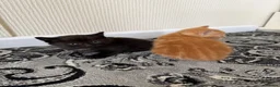 Mixed Breed cats for sale: Beautiful kittens really to go to forever homes🐱 in Sandy - Advert 7