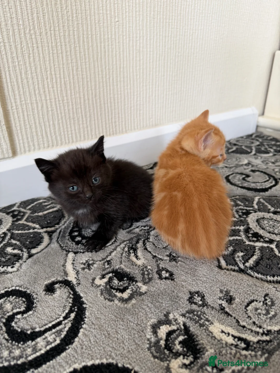 Mixed Breed cats for sale: Beautiful kittens really to go to forever homes🐱 in Sandy - Advert 7