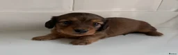 Miniature Dachshund dogs for sale: Beautiful Miniature dachshunds  - Advert 13