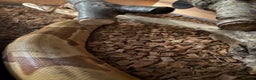 Boa Snake reptiles for sale: 6 foot boa  - Advert 2