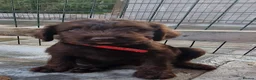 Labradoodle dogs for sale: 7 beautiful miniature labradoodles  - Advert 19