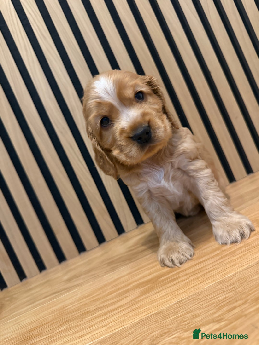 Cocker Spaniel dogs for sale: 5* OUTSTANDING KC SHOW COCKER SPANIELS ✨ - Advert 6