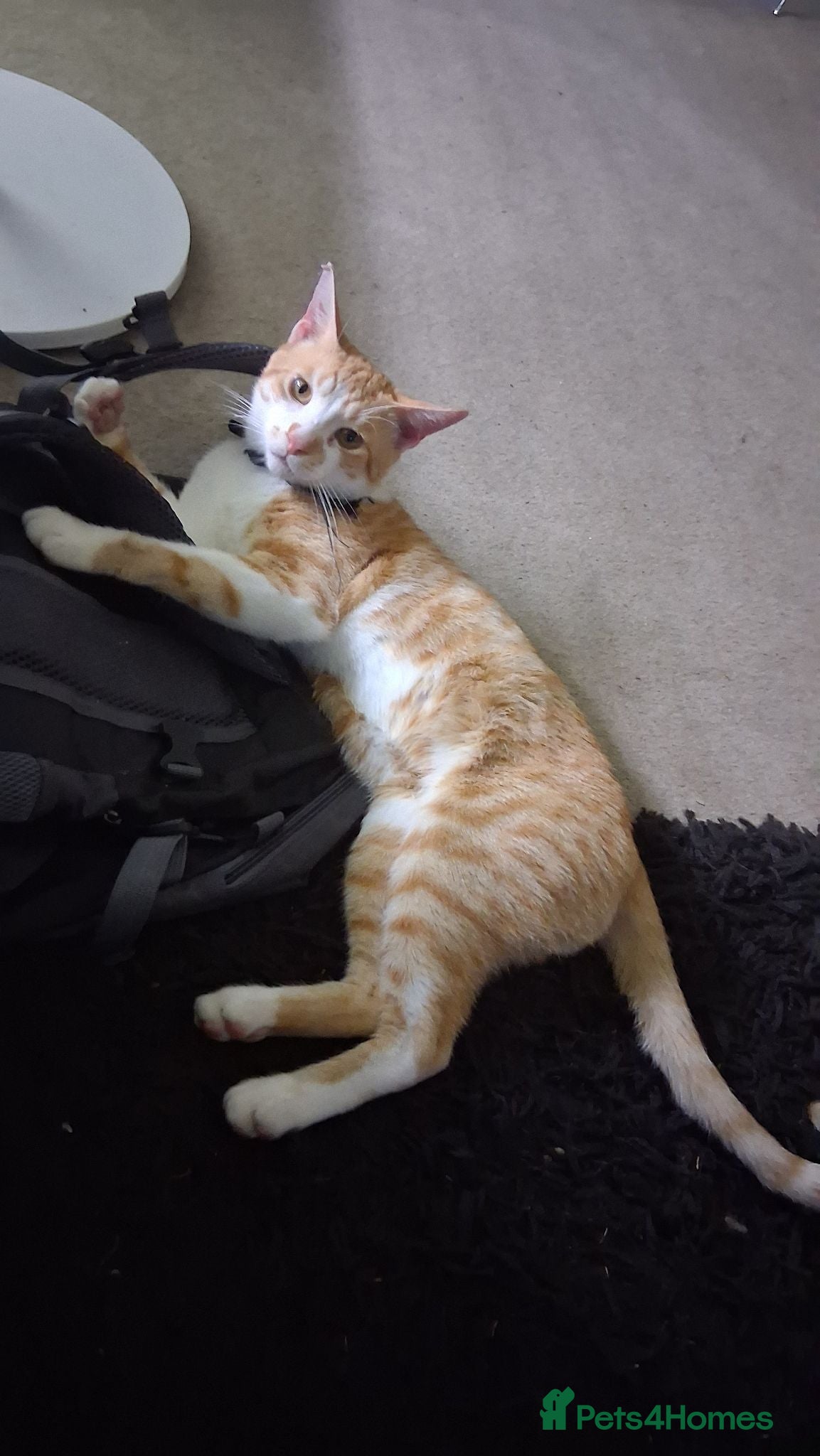 British Shorthair cats Neutured male orange rescue cat - Advert 1