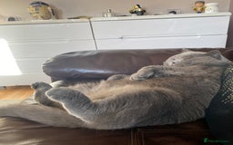 British Shorthair cats for sale: British blue BSH  - Image 6