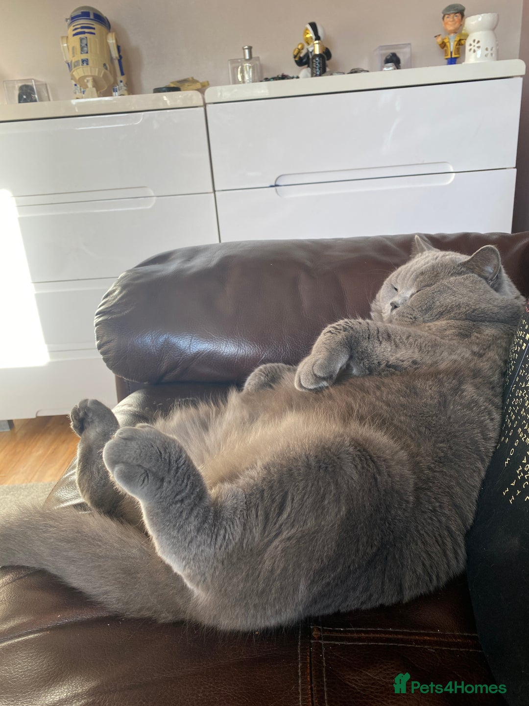 British Shorthair cats for sale: British blue BSH  - Image 6