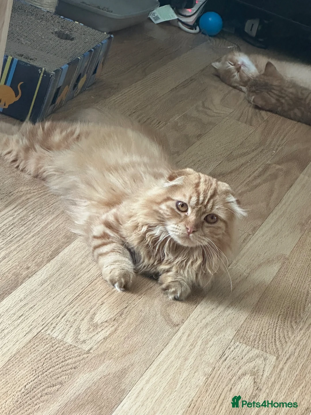 Scottish Fold cats for sale: Ginger fold cute baby  - Advert 1