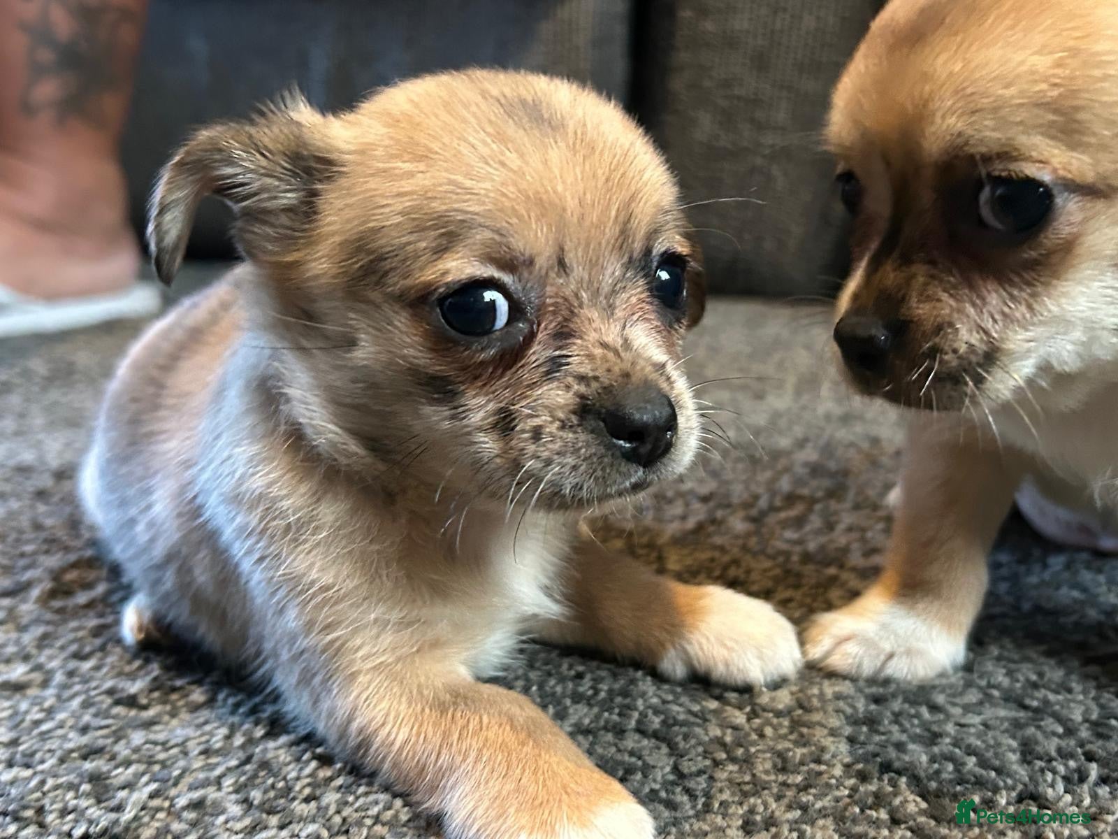 Chihuahua dogs Cute puppies chihuahua  - Advert 15
