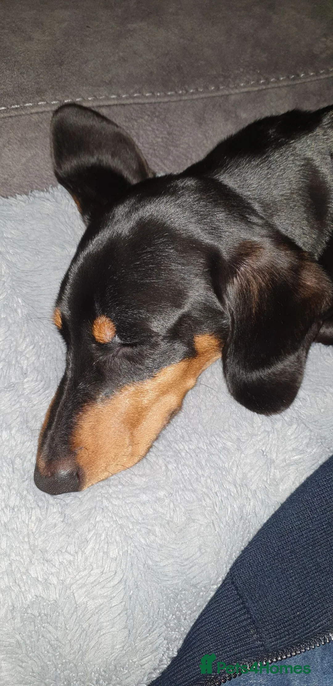 Dachshund dogs for stud:  mini dachshund for stud only in Telford - Advert 4
