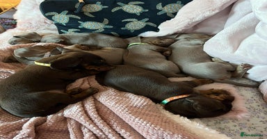 Miniature Dachshund dogs - Advert 4