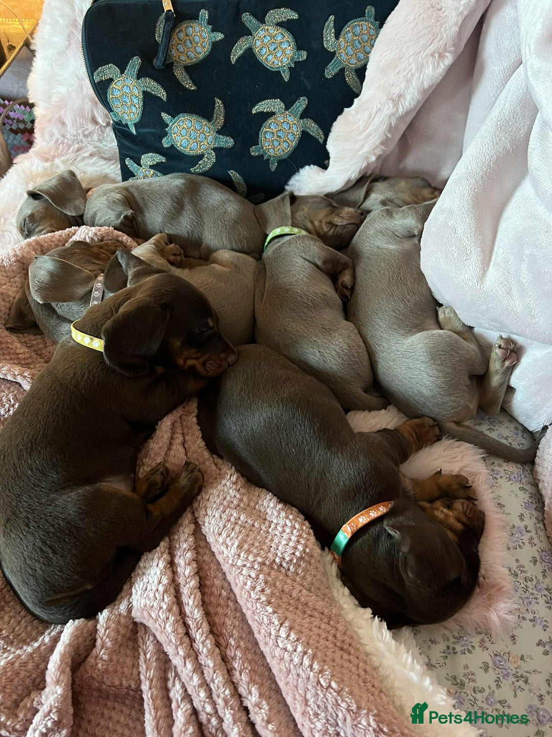 Miniature Dachshund dogs for sale: miniature dachshund issabella/chocolate puppies - Image 2