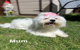 Malshi dogs for sale: Only 4 fantastic Malshi’s left - Image 17
