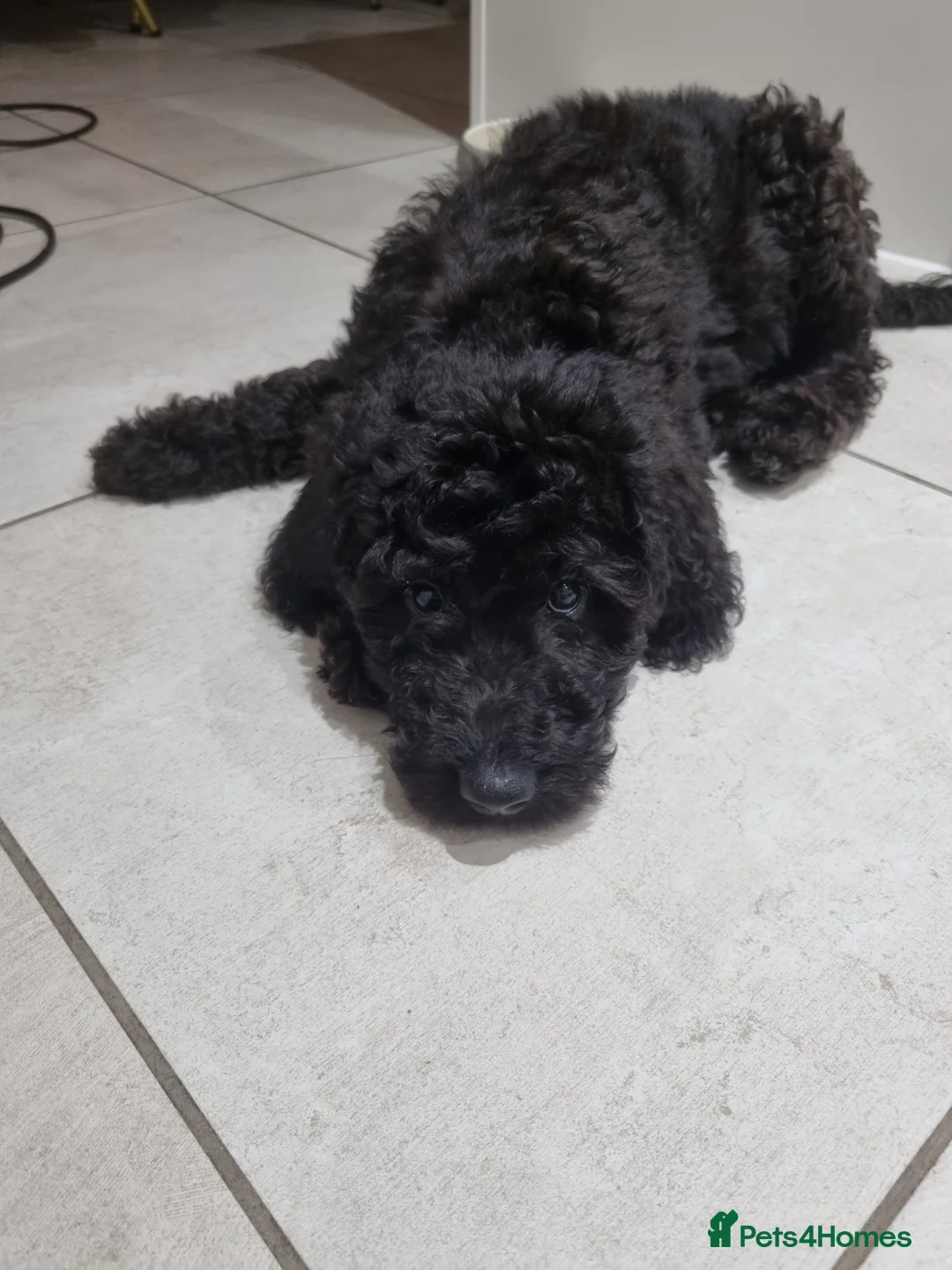 Mixed Breed dogs for sale: Goldendoodle x Irishdoodle puppies - Advert 4