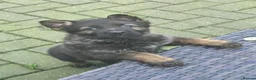 German Shepherd dogs for sale: German shepherd puppies  - Advert 6