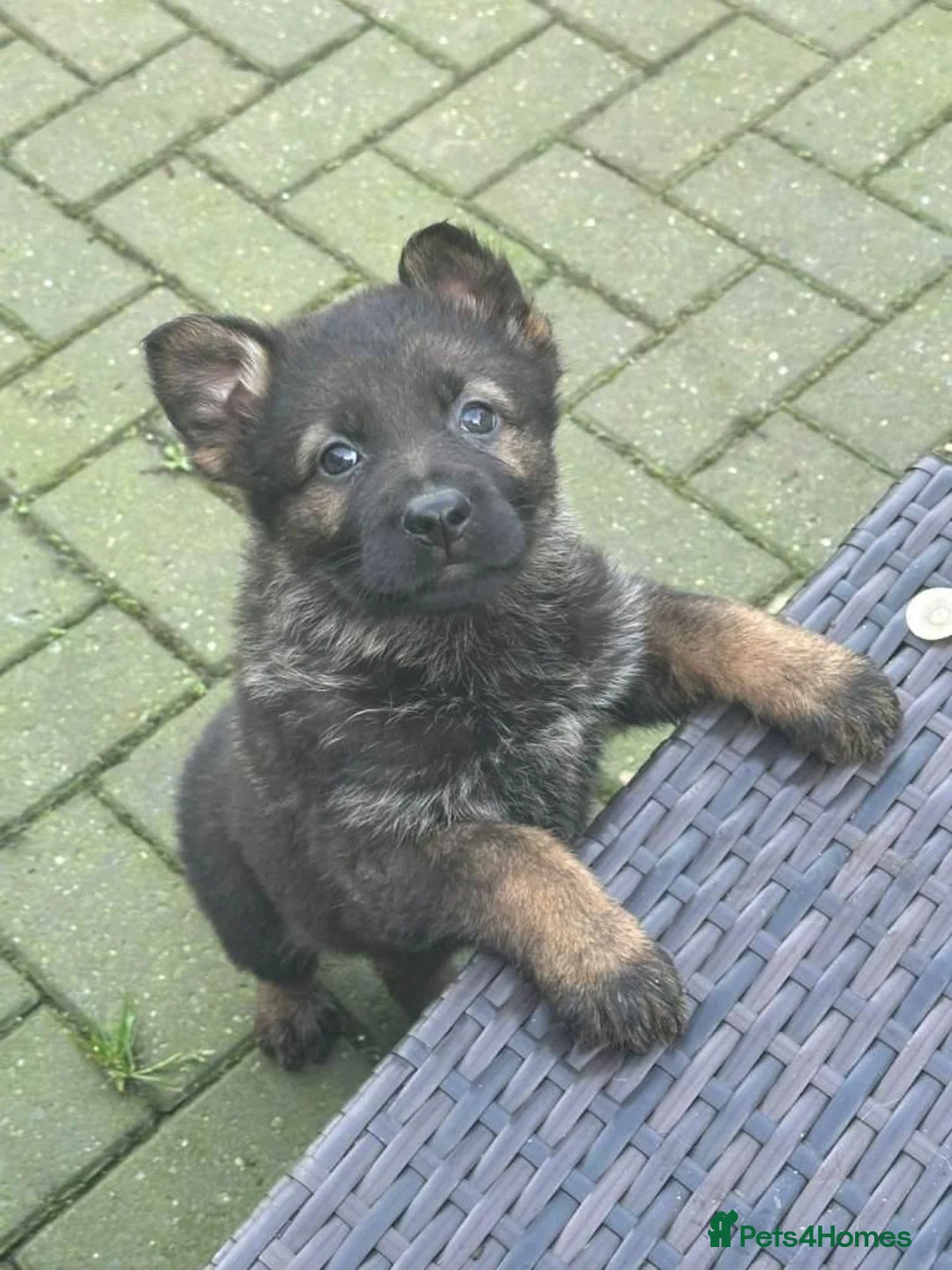 German Shepherd dogs for sale: German shepherd puppies  - Advert 6