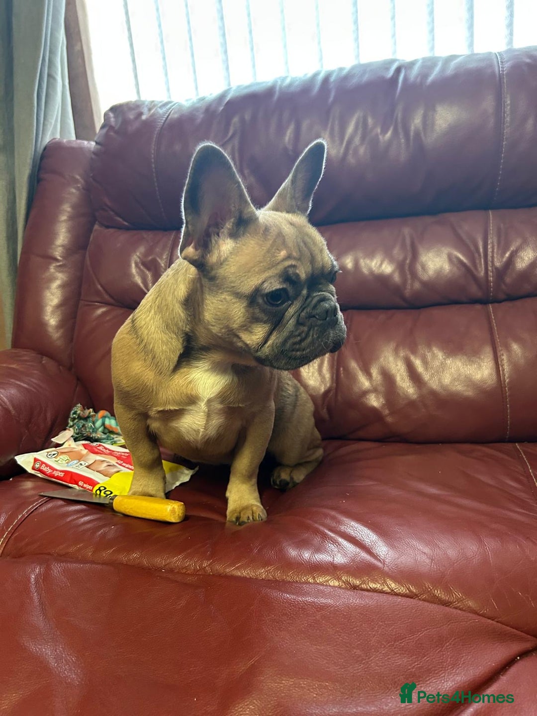 French Bulldog dogs for sale: 2 quality healthy fawn girls 6 months old - Advert 4